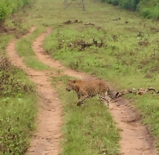 Photo of India: Safari - You Don't See Tiger, Tiger Sees You! by tanya.korteling
