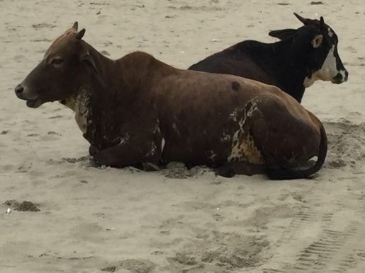 Photo of India: Rainy Days and a Cow Attack - Palolem, South Goa! by tanya.korteling