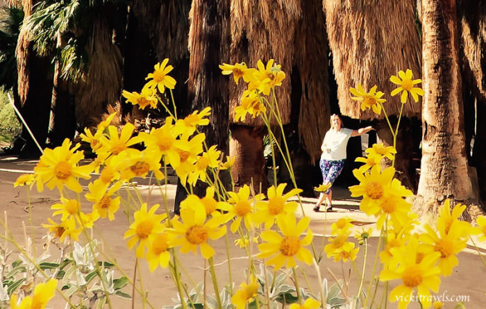 Photo of INDIAN CANYONS, South Palm Canyon Drive, Palm Springs, CA, United States by VL Freeman
