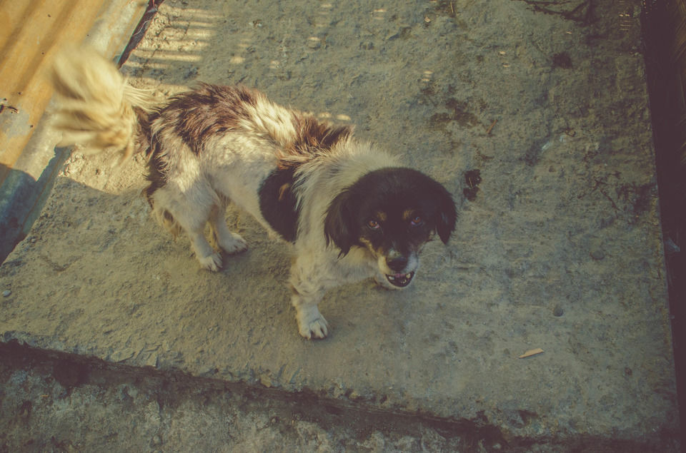 Photo of Zuluk, Sikkim, India by Sreshti Verma
