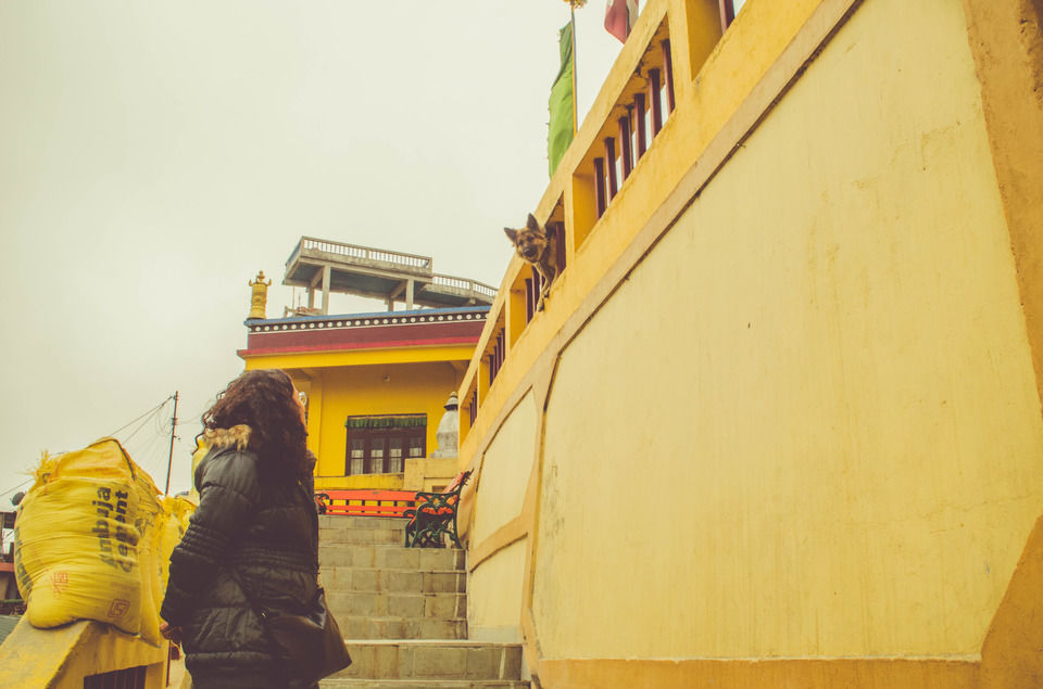 Photo of How To Experience The Best Of East Sikkim And Darjeeling In Just 5 Days by Sreshti Verma