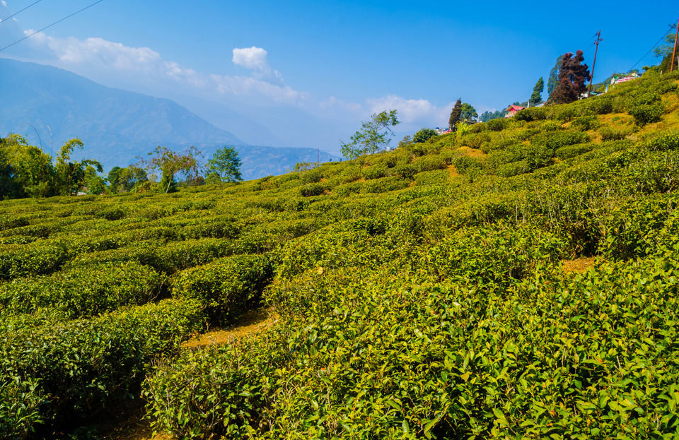 Photo of How To Experience The Best Of East Sikkim And Darjeeling In Just 5 Days by Sreshti Verma
