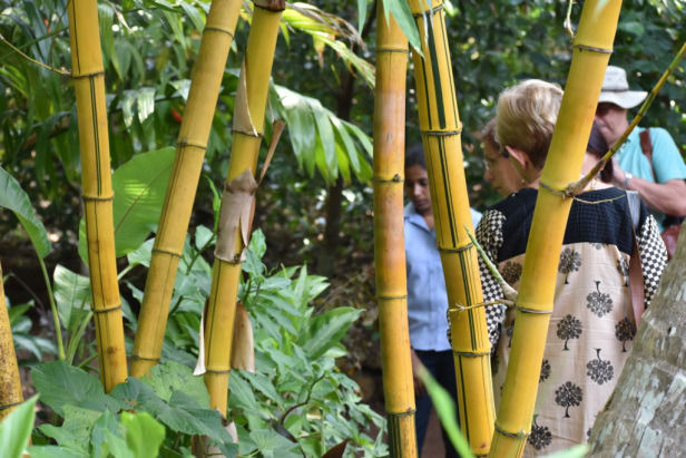 Photo of A Complete Guide To Spice Plantation Tour In Goa by Neha Makdey