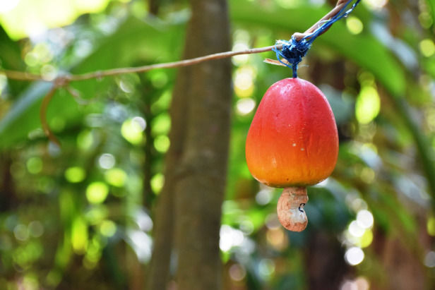 Photo of A Complete Guide To Spice Plantation Tour In Goa by Neha Makdey