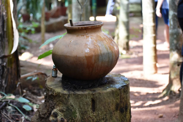 Photo of A Complete Guide To Spice Plantation Tour In Goa by Neha Makdey