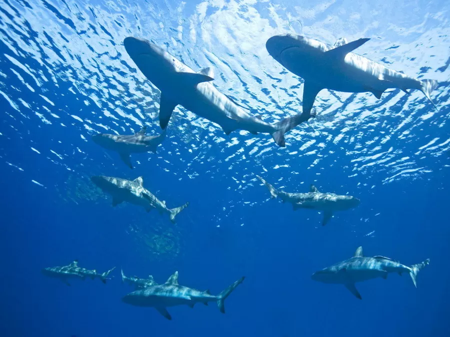 Photo of A 4-Day Guide To Having An Unforgettable Experience In India's Favourite Beach Destination, Maldives by Tripoto