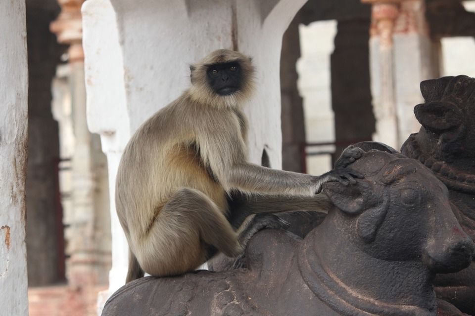 Photo of Backpack.. Bus Stand.. Travelling to...Let's Toss ;) (Karnataka Chapter - Hampi & Badami) by Pratima Yadav
