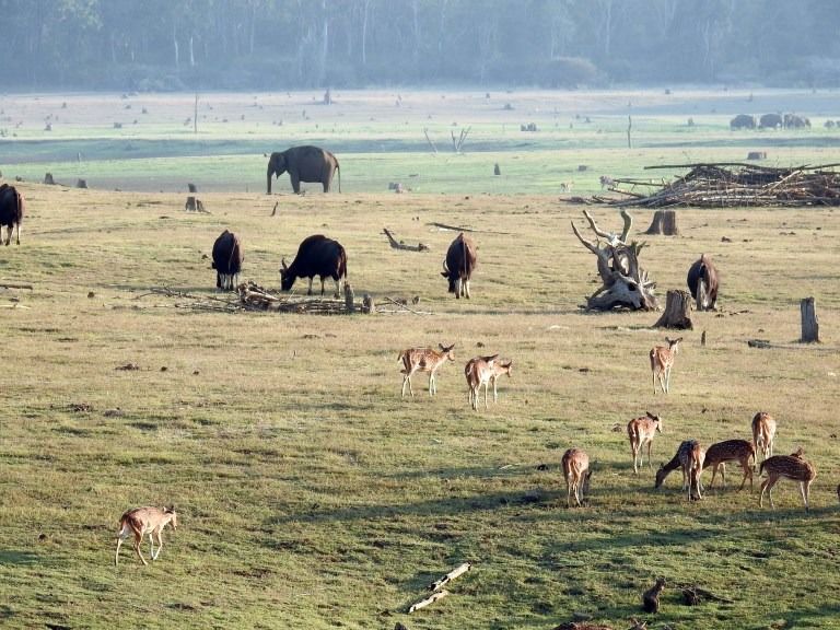 Photo of Kabini In Pictures: The Perfect Date With Nature by Rashmi Gopal Rao