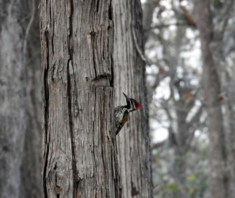 Photo of Kabini In Pictures: The Perfect Date With Nature by Rashmi Gopal Rao