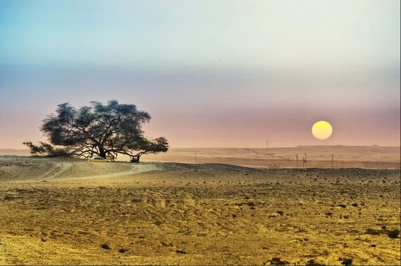 Photo of Tree of Life, Southern Governorate, Bahrain by Himani Khatreja