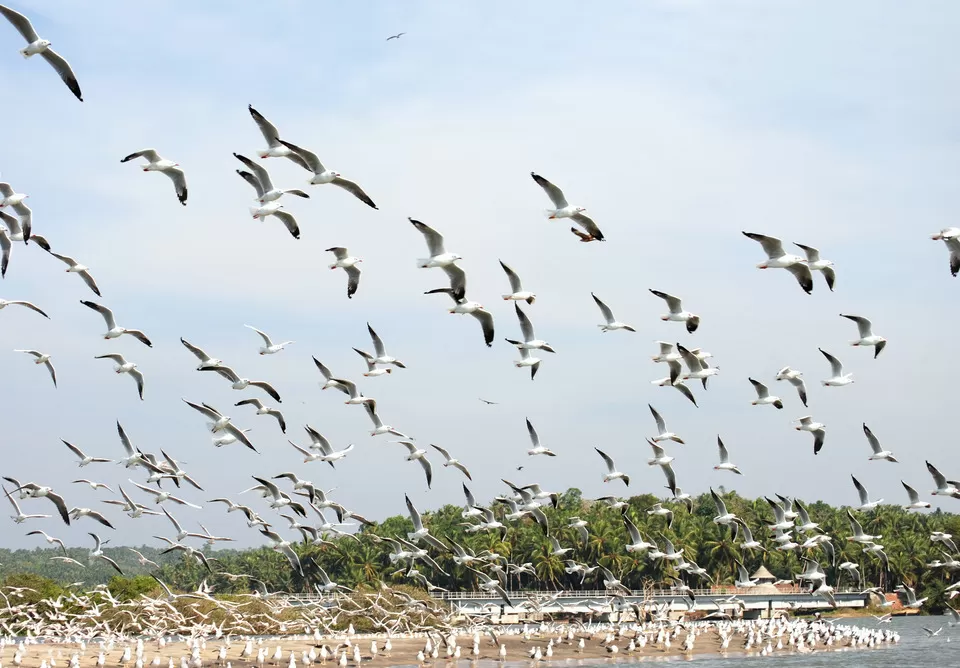 Photo of Kumarakom Bird Sanctuary, Kavanattinkara Saktheeswaram Temple Road, Kavanattinkara, Kumarakom, Kerala, India by Sreshti Verma