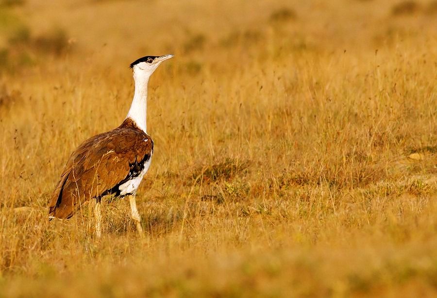 Photo of 10 Bird Sanctuaries In India To Learn The Art Of Birdwatching by Sreshti Verma