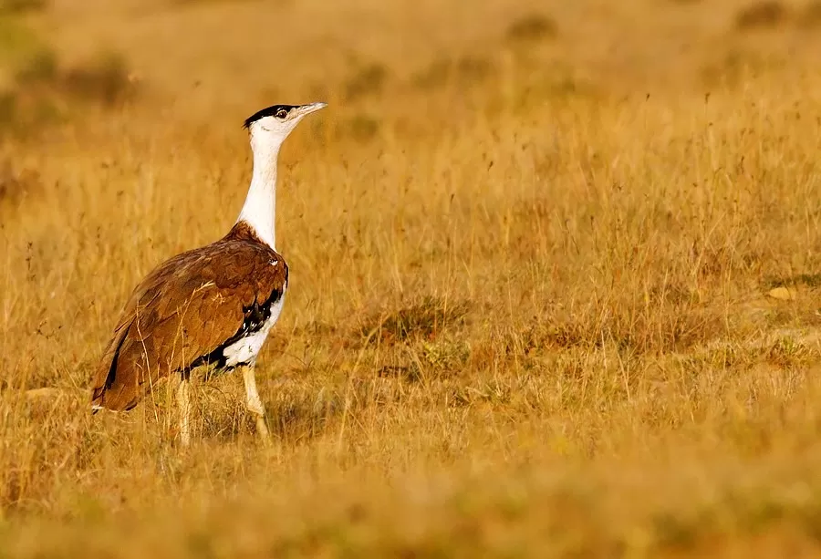 Photo of 10 Bird Sanctuaries In India To Learn The Art Of Birdwatching by Sreshti Verma