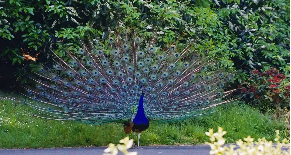 Photo of 10 Bird Sanctuaries In India To Learn The Art Of Birdwatching by Sreshti Verma