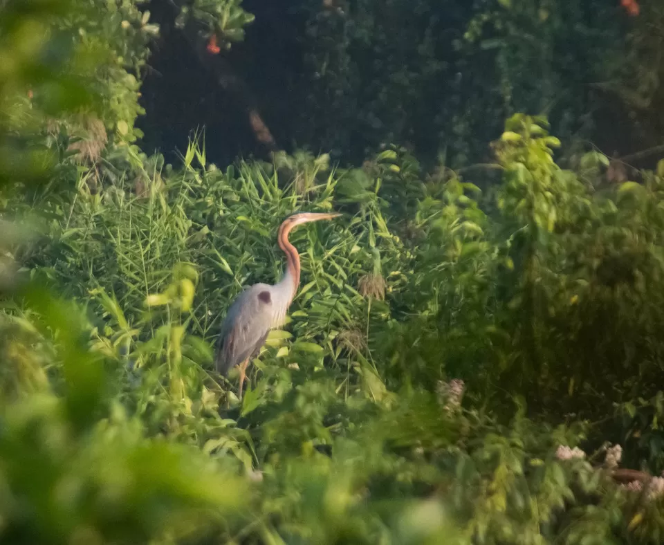 Photo of 10 Bird Sanctuaries In India To Learn The Art Of Birdwatching by Sreshti Verma