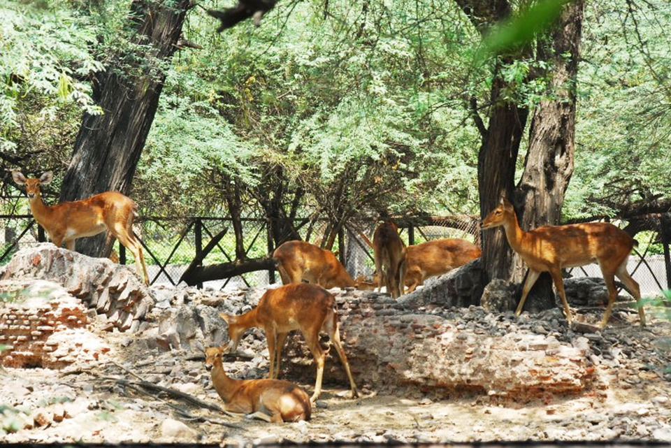 Photo of Delhi Guide: How To Do Delhi Right by Anjali Chawla