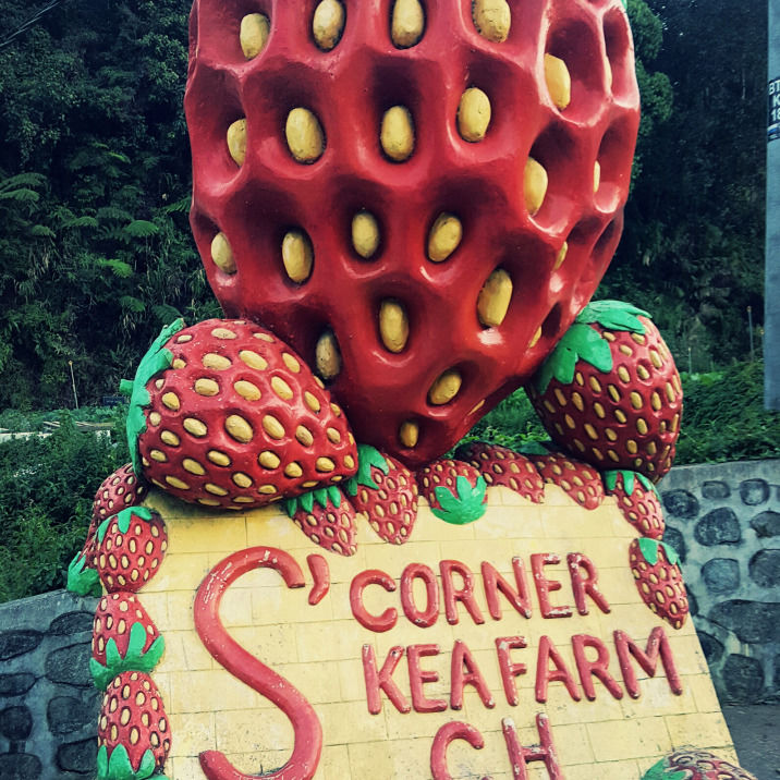Photo of Cameron Highlands, Pahang Malaysia by Aditi Shukla