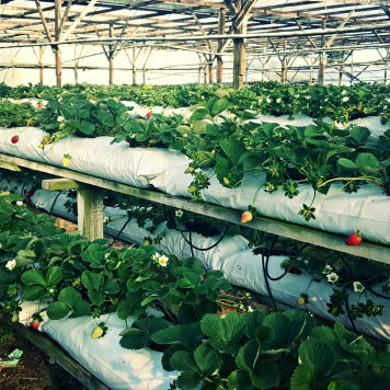 Photo of Strawberry Picking At Cameron Highlands, Malaysia by Aditi Shukla