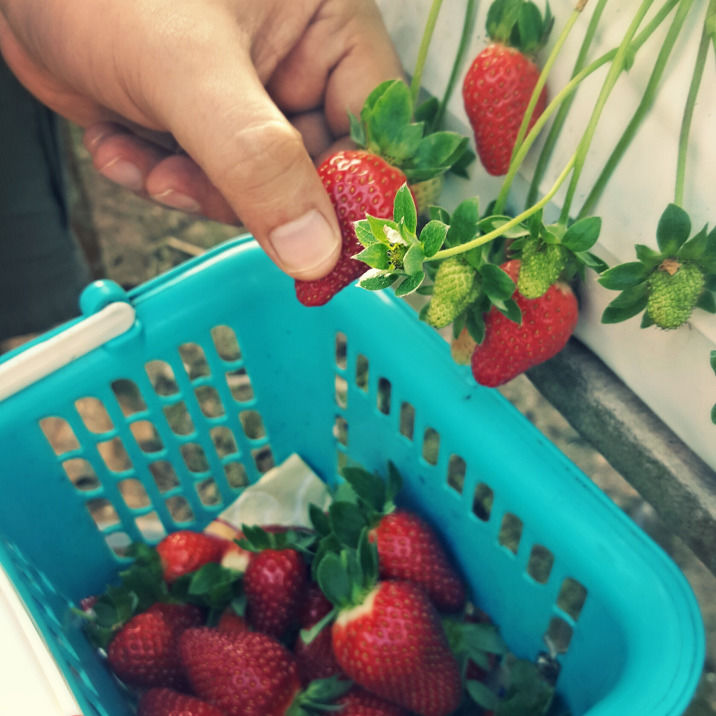 Photo of Strawberry Picking At Cameron Highlands, Malaysia by Aditi Shukla