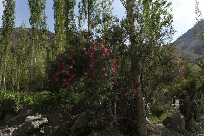 Photo of Mulbekh Chamba, Mulbekh by Arnav Deshpande