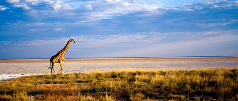 Photo of Namibia by Maniparna Sengupta Majumder
