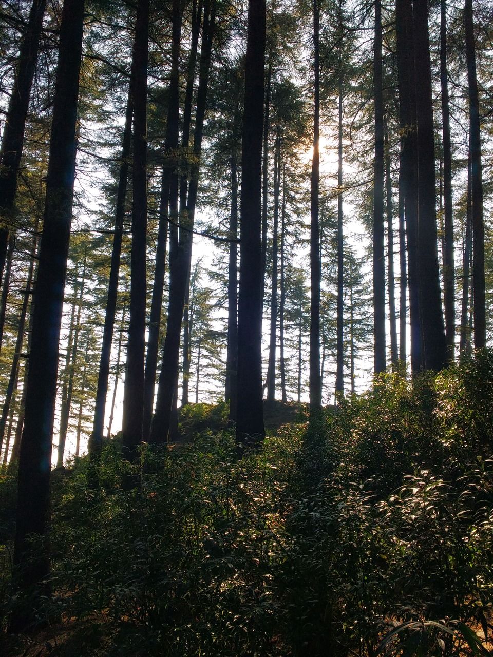 Photo of McLeod Ganj, Dharamshala, Himachal Pradesh, India by Pranav Tyagi