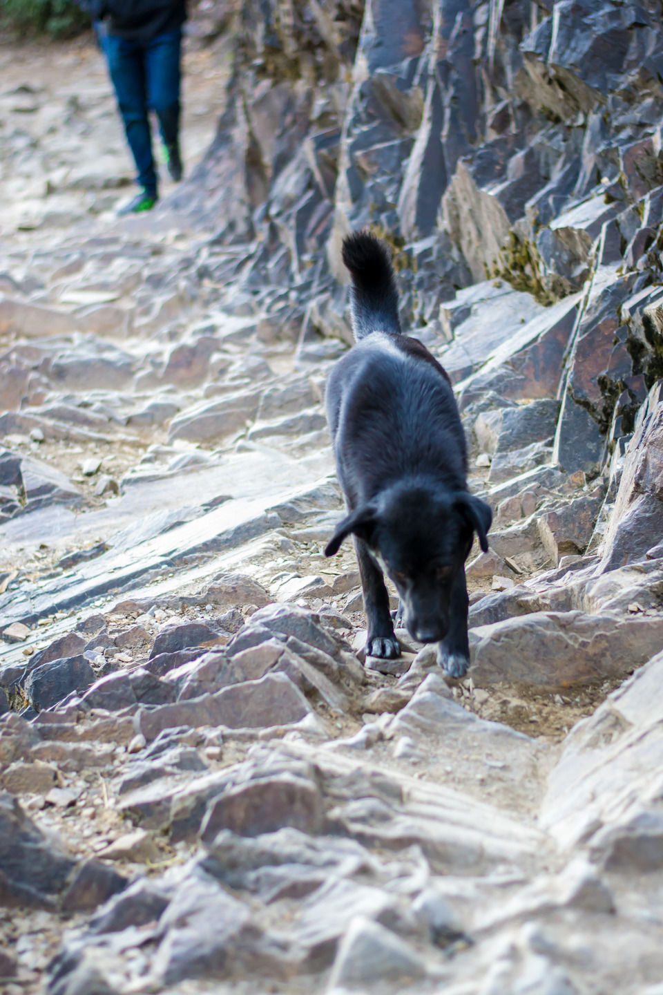 Photo of Triund- "The journey continues" by Pranav Tyagi