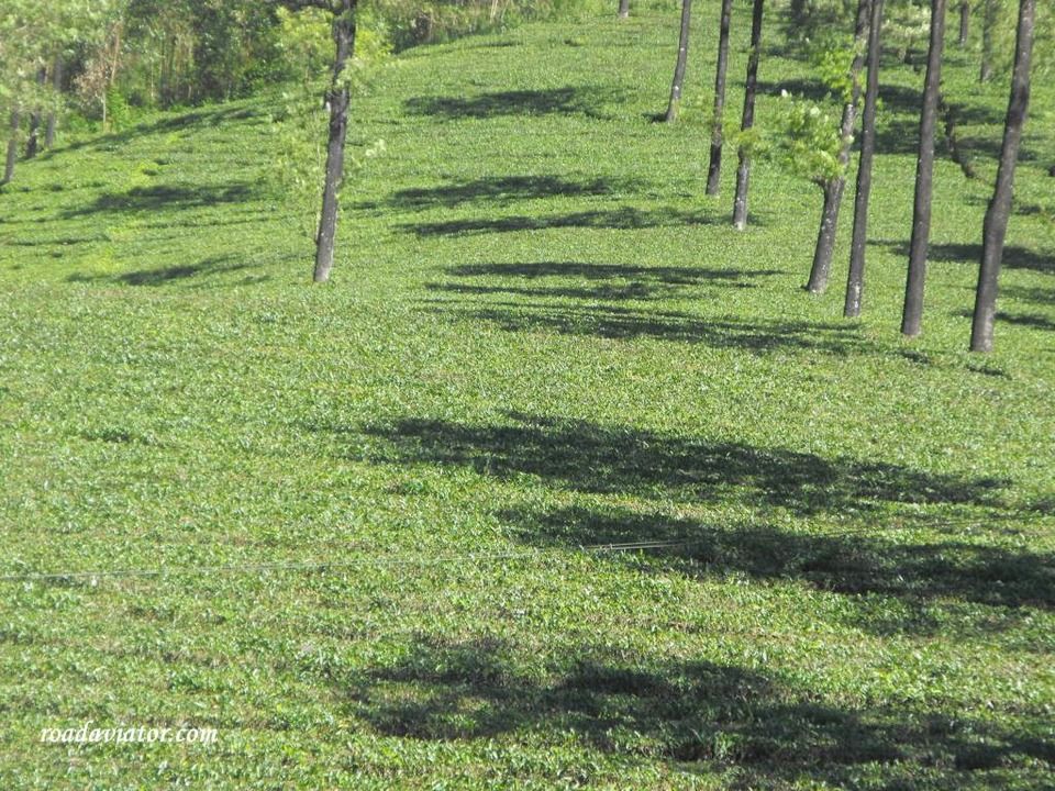 Photo of My Ultimate Guide To Kerala: Tips, Budget And Itineraries by prateek goel