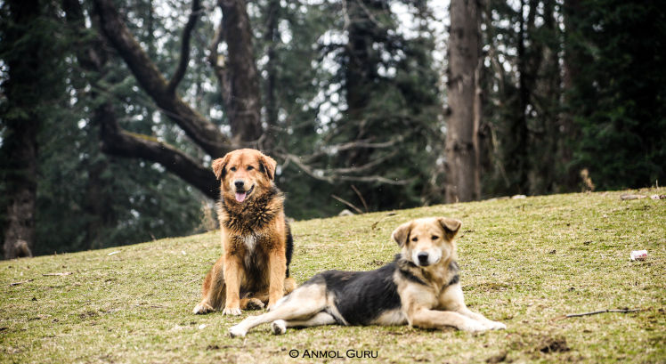 Photo of Juda Ka Talab, Supin Range, Uttarakhand, India by Anmol Guru