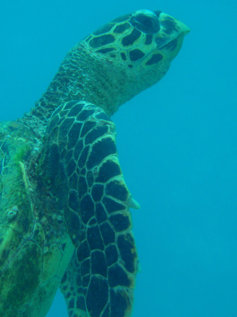 Photo of Havelock island-LOVE U ZINDAGI by Mohal Banker