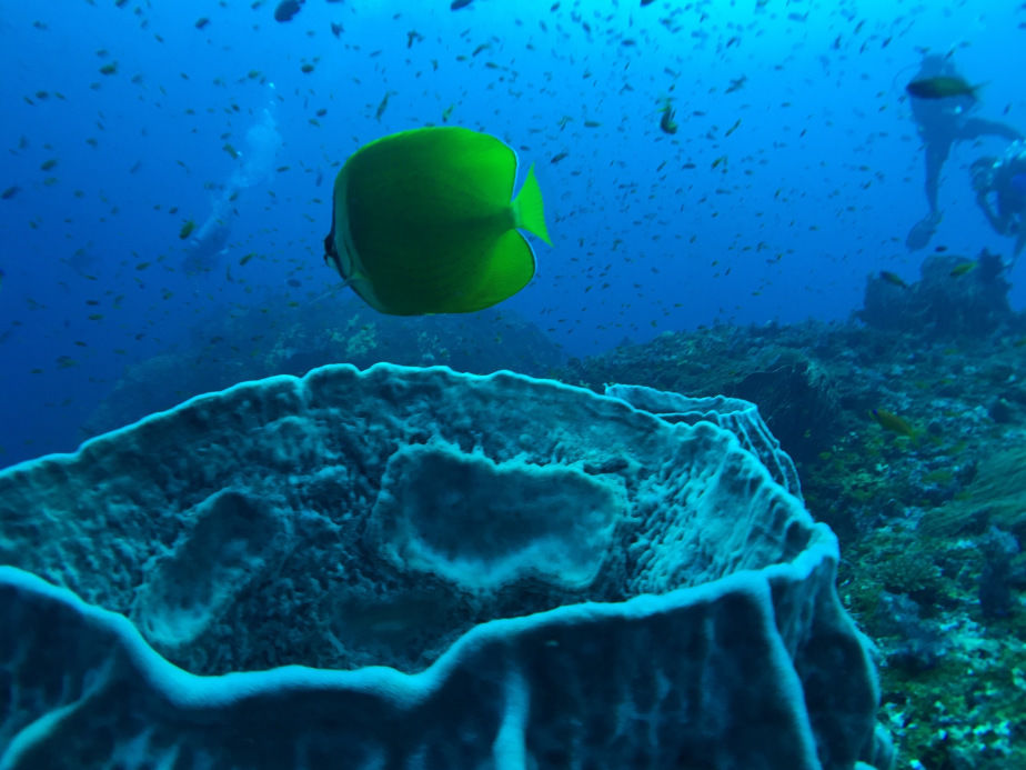 Photo of Havelock island-LOVE U ZINDAGI by Mohal Banker