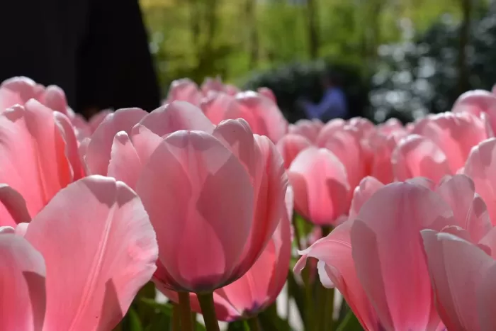 Photo of Keukenhof, Stationsweg, Lisse, Netherlands by Khushboo Bansal