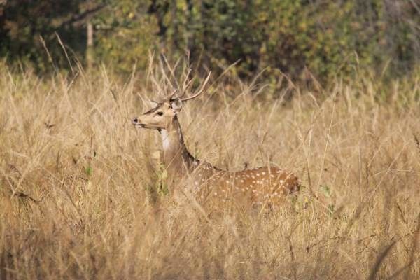 Photo of Backpacking Through Madhya Pradesh by The Travellist