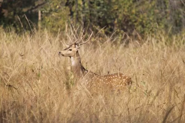 Photo of Backpacking Through Madhya Pradesh by The Travellist