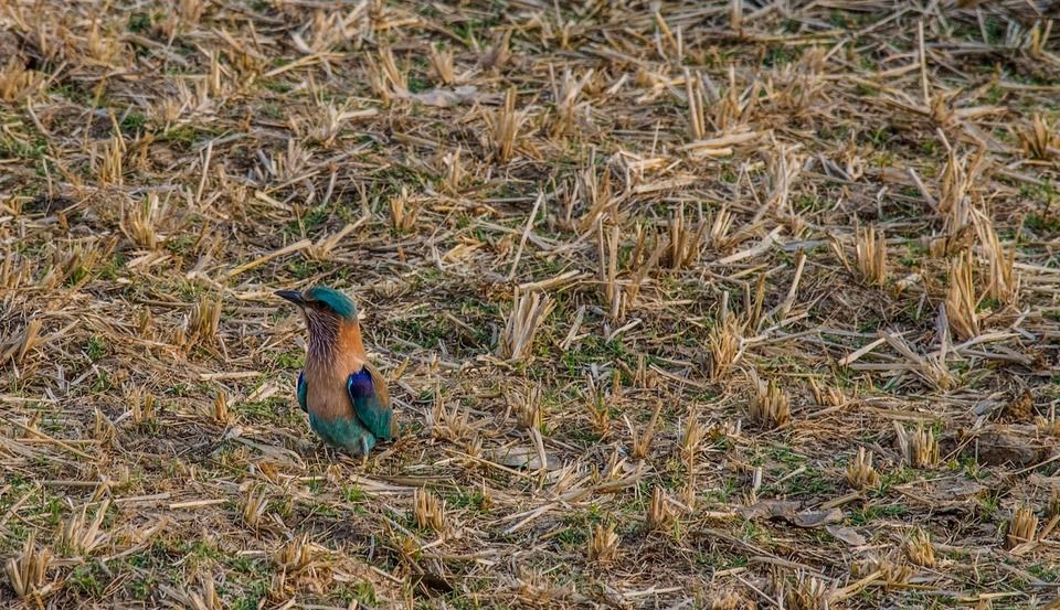Photo of Flying Happiness – Bird Walk At Pench Tree Lodge by Malvika Rudra