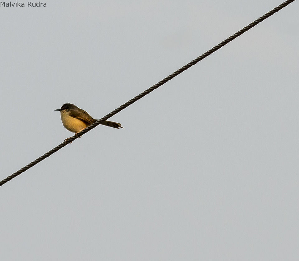 Photo of Flying Happiness – Bird Walk At Pench Tree Lodge by Malvika Rudra
