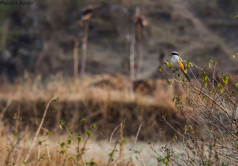 Photo of Flying Happiness – Bird Walk At Pench Tree Lodge by Malvika Rudra