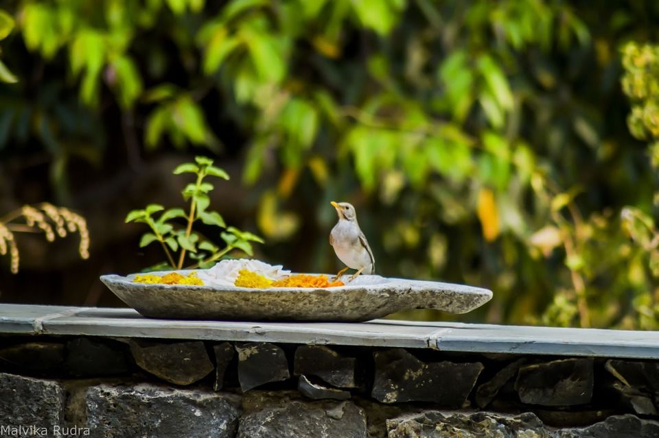 Photo of Flying Happiness – Bird Walk At Pench Tree Lodge by Malvika Rudra