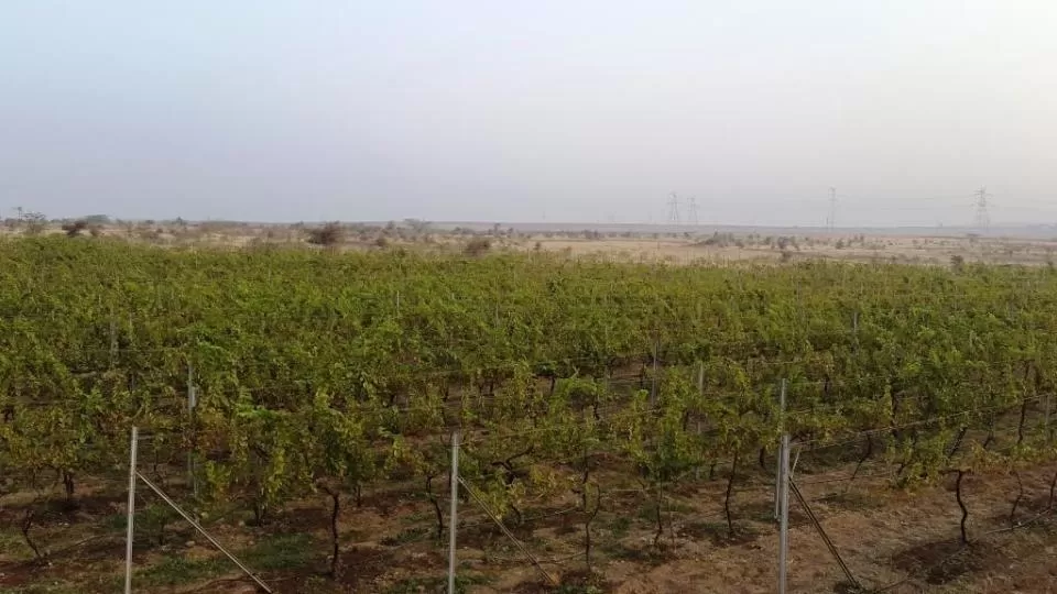 Photo of #TheUrbanEscapadesVineyardStory - A Trip To Four Seasons Winery, Roti, Baramati by maneesh