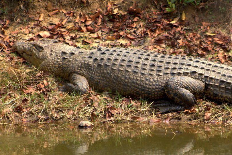 Photo of Bhitarkanika National Park, Dibakarpur, Odisha, India by JustVish