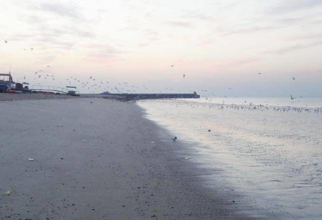 Photo of Mandvi Beach, Mandvi Rural, Gujarat, India by Anmol Deep