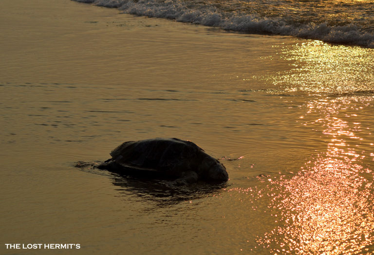 Photo of In The Mood For A Sunrise - Marine Drive,Konark by Soumya Jena