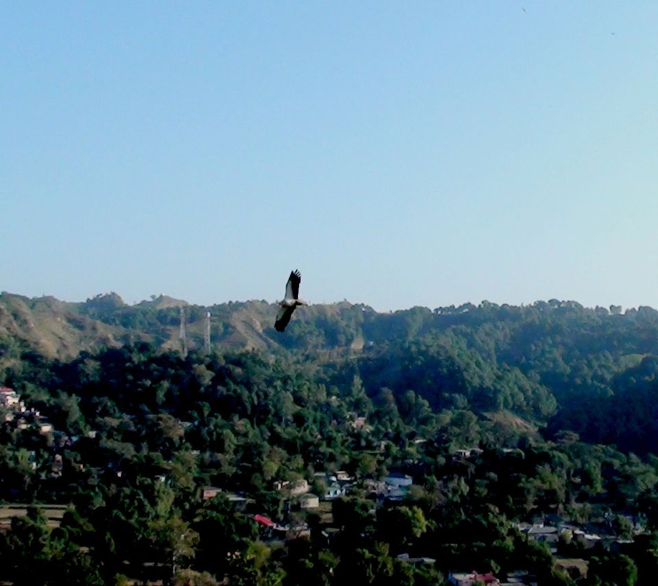 Photo of A Few Days In Himachal......(4) by Jayati Sen