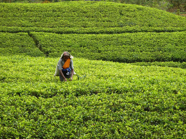 Photo of With Elephants, Turtles, And More Exotic Wildlife, Sri Lanka Makes For A Great Family Getaway by Tripoto