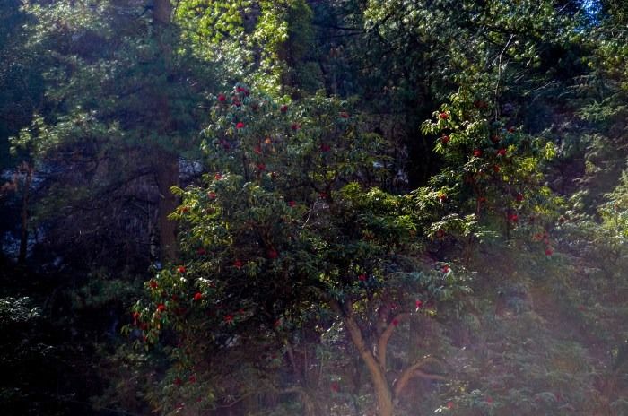 Photo of Enter The Grahan...A Little Different Trek To Grahan Village From Kasol by Soumitra Mitra