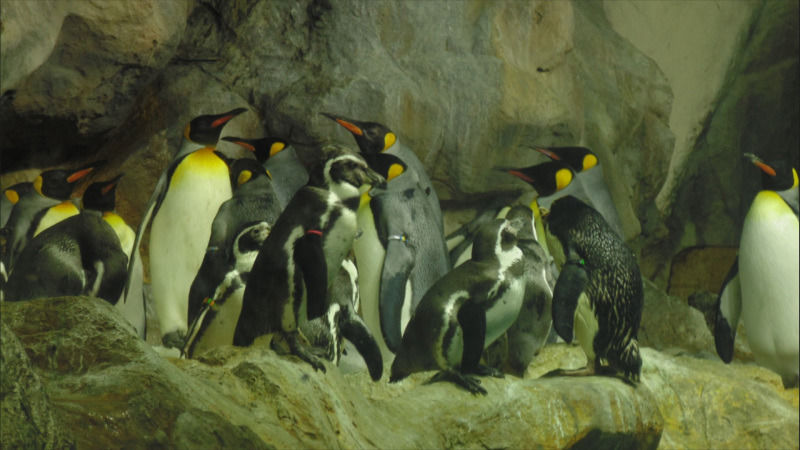 Photo of Singapore-Thailand Trip: Jurong Bird Park And Wonder Full by Neha