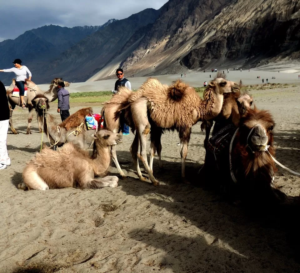 Photo of Travel To 'Ladakh - A Jewel In The Crown Of India' by Shruti Bhargava