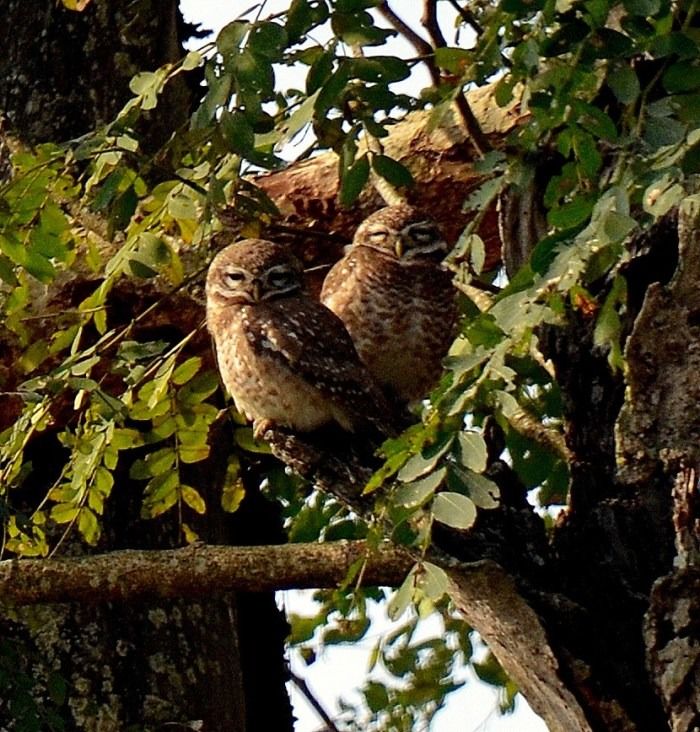 Photo of KAZIRANGA- Call Of The Wild! by Suresh Khapay
