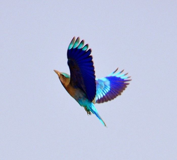 Photo of KAZIRANGA- Call Of The Wild! by Suresh Khapay