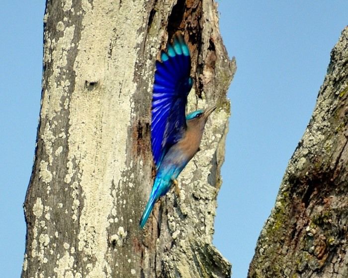 Photo of KAZIRANGA- Call Of The Wild! by Suresh Khapay